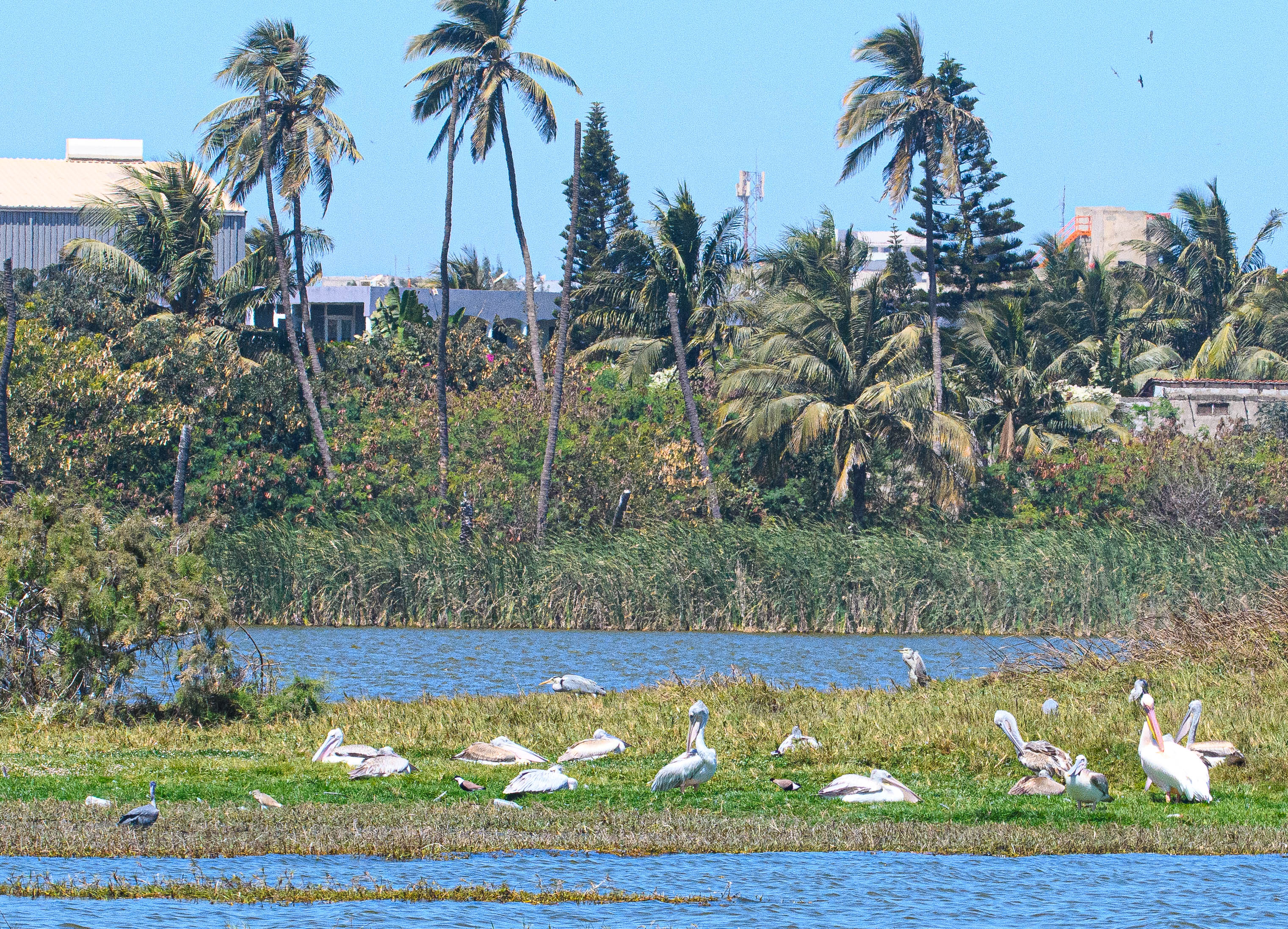 Pélicans blanc et gris (great white et Pink-backed pelicans, Pelecanus onocrotalus et rufescens) se toilettant, Technopole de Dakar-Pikine, Sénégal.